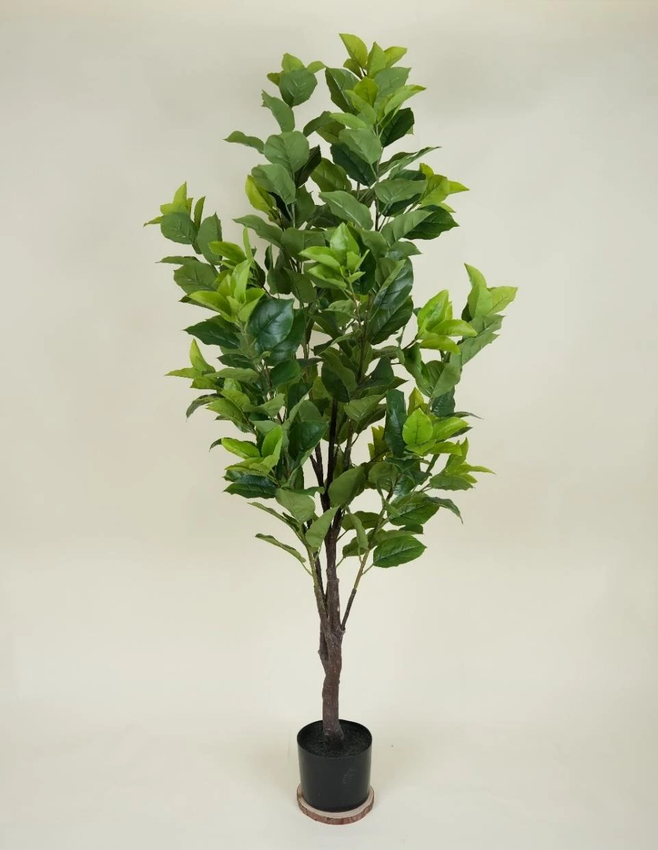 Apple Tree, No Fruits Size : 150cm